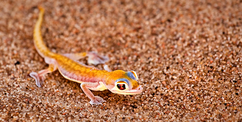 Web Footed Gecko