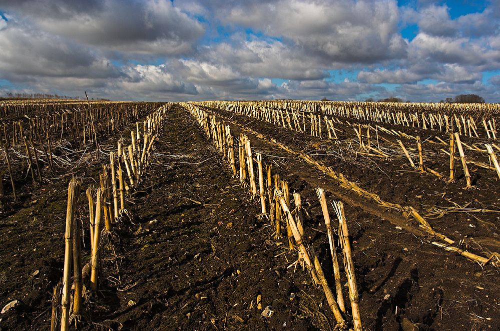 Wideangle corn field