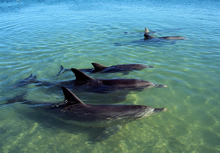 Dolphins at Monkey Mia