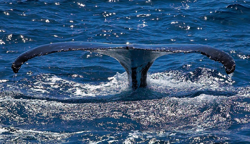 Humpback Whale Tail