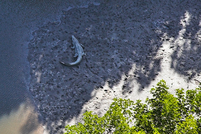 Saltwater Crocodile