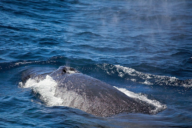 Humpback Whale blows a bit of air 2