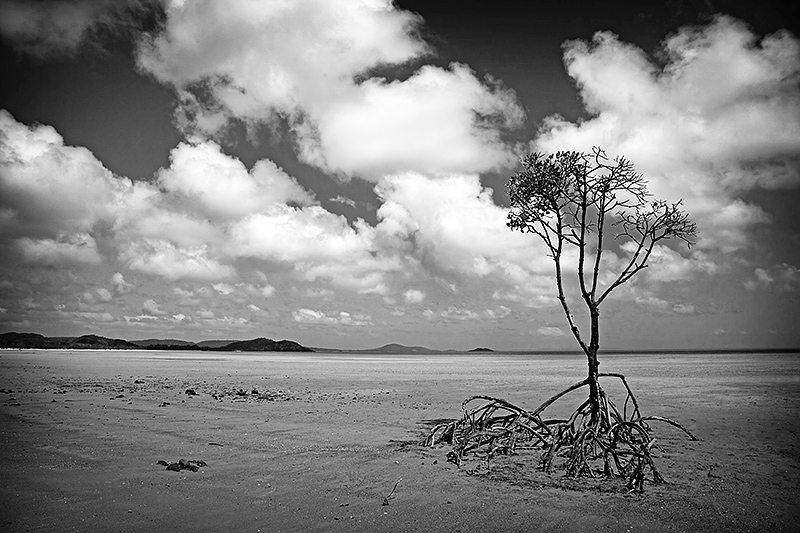 Cape York Tree