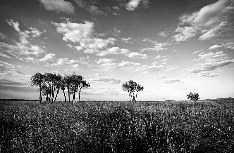 Hawk Dreaming cloudscape in bw