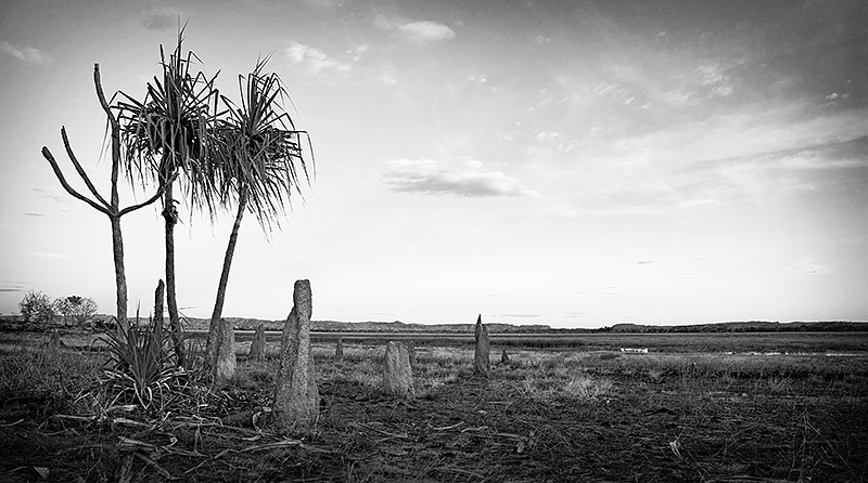 Hawk Dreaming Pandanus at dusk in bw