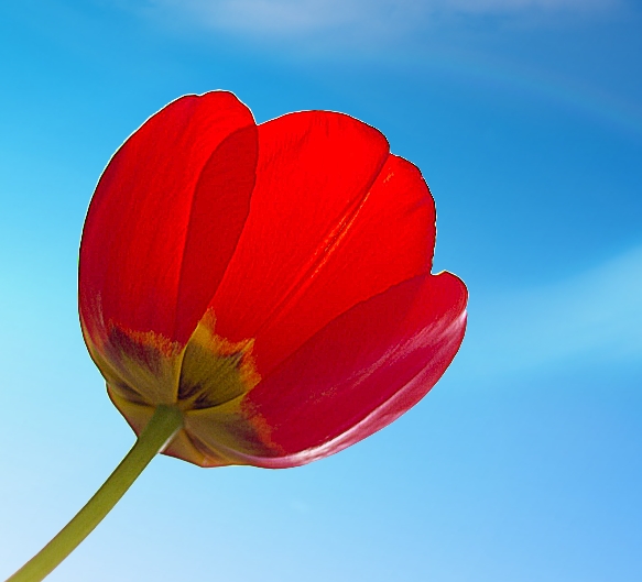 Tulip