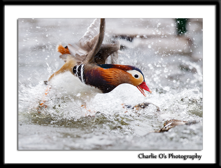 Duck Fight!!!