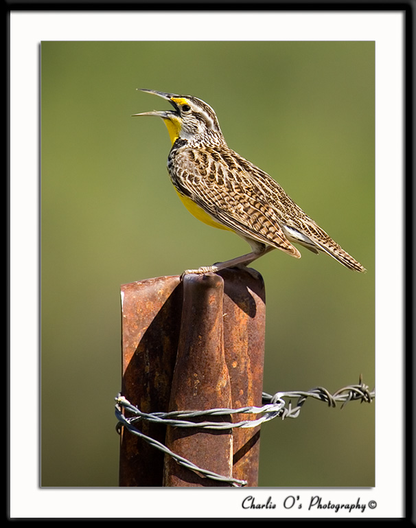 The Call of the Colorado Plains