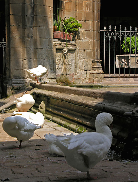 Geese in the Catedral de Barcelona