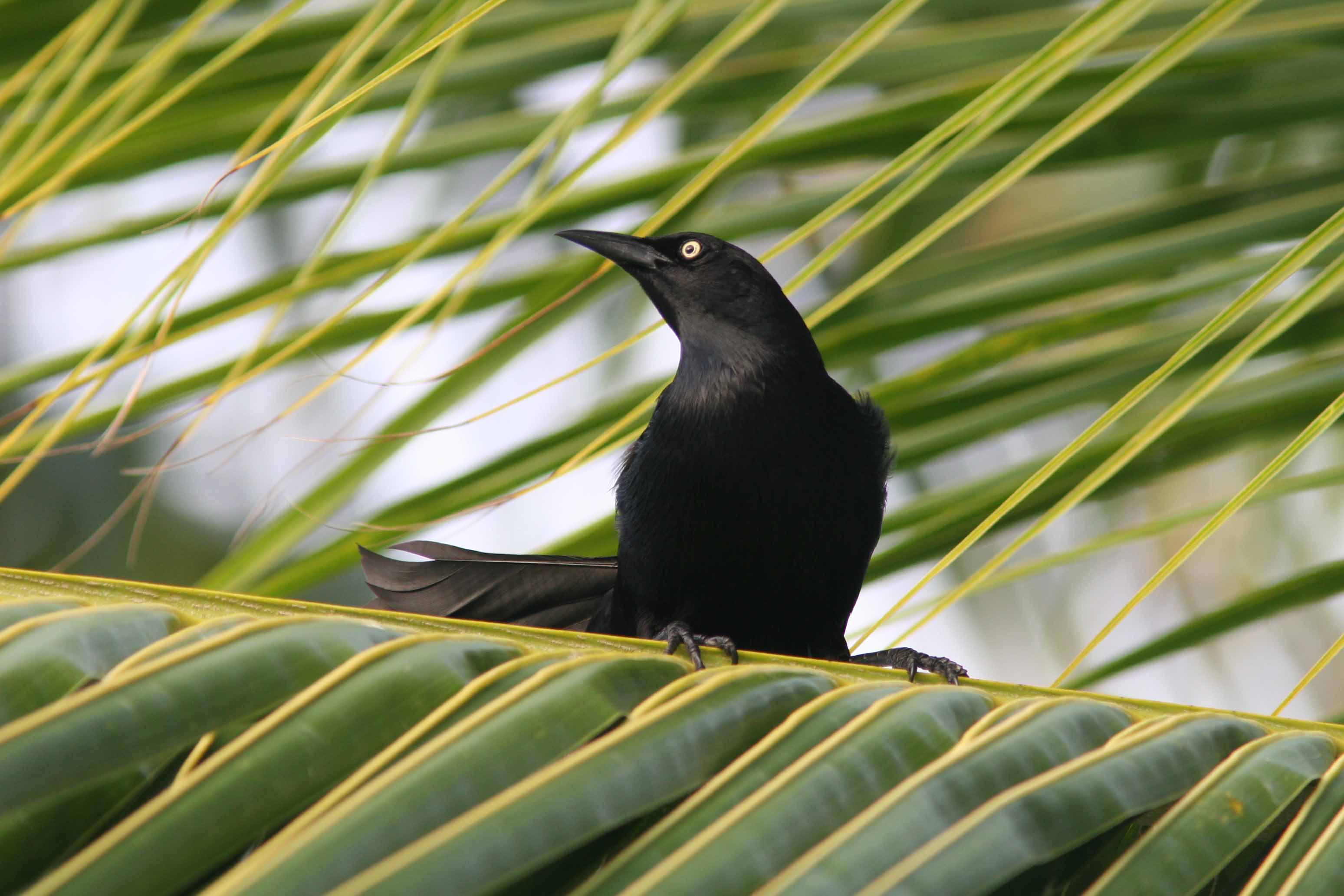 Greater Antillean Grackle, La Parguera