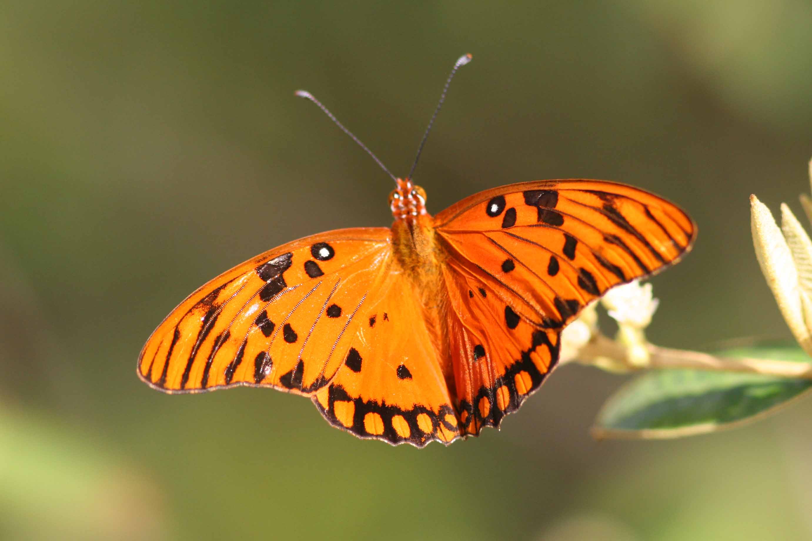 Gulf Fritillary Butterfly, Guanica State Forest, Puerto Rico