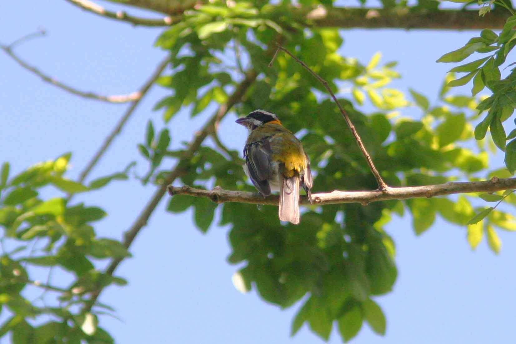 Puerto Rican Spindalis (Male), Maricao State Forest