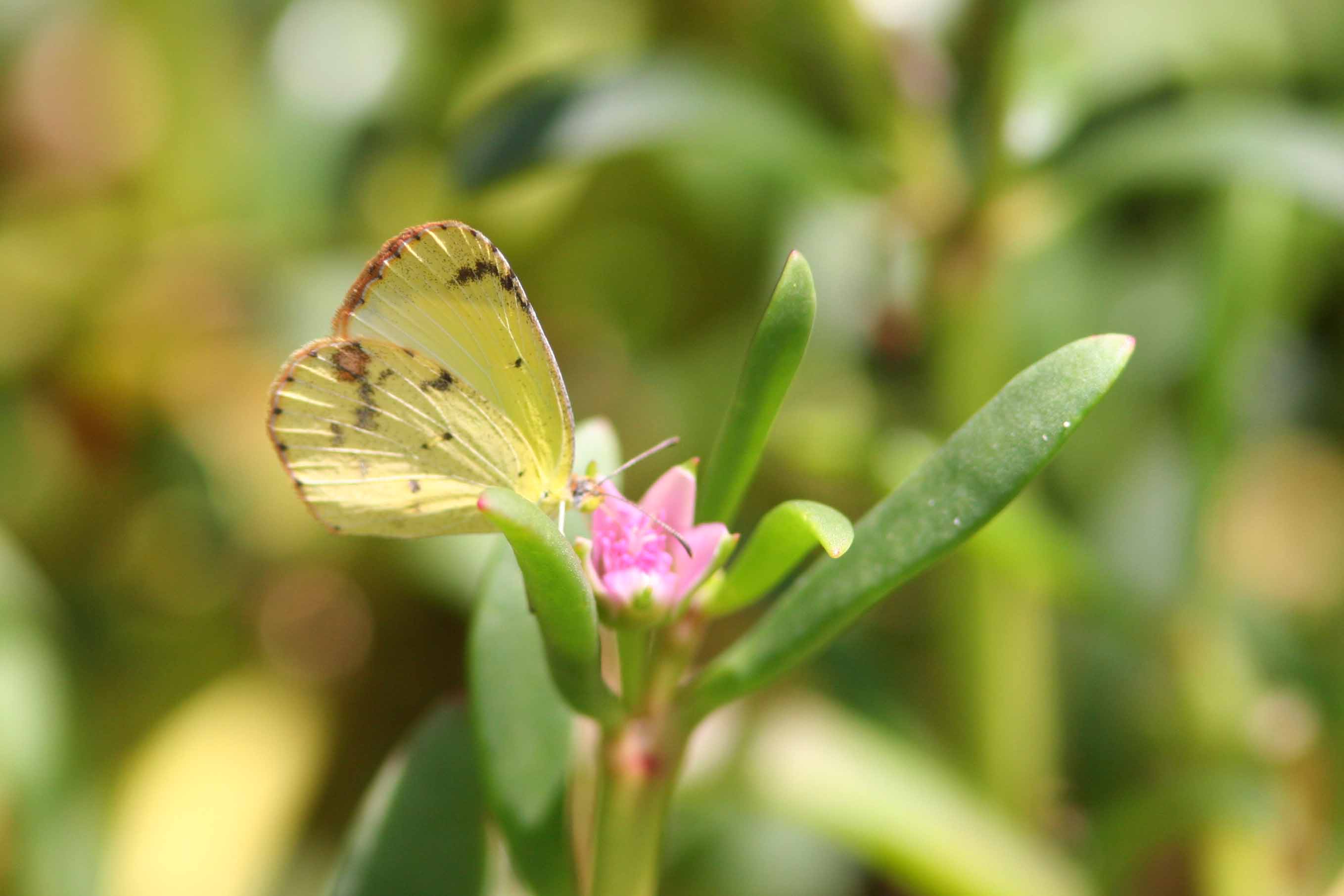 Little Sulphur Butterfly, Guanica State Forest, Puerto Rico