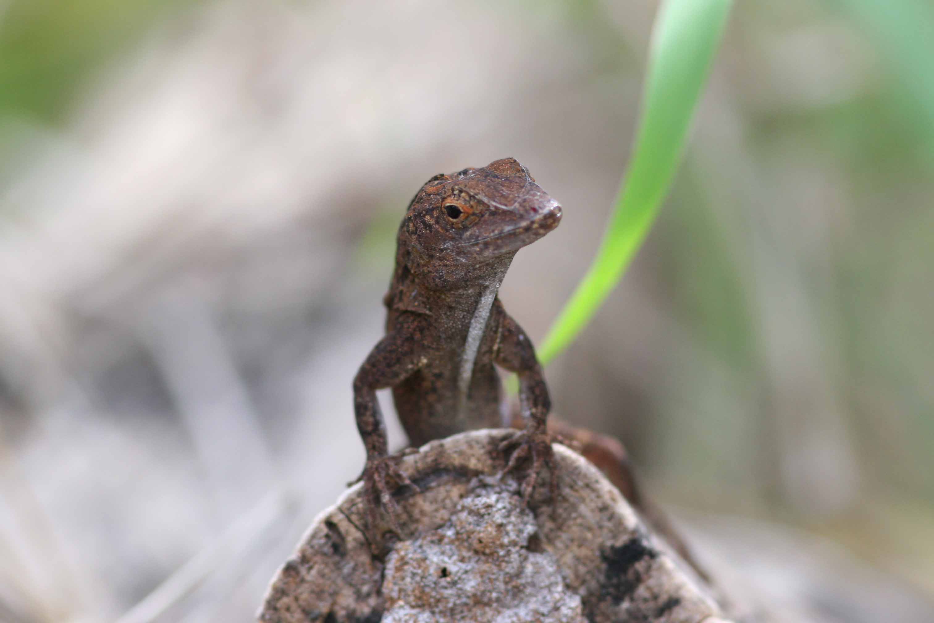 Lizard, Guanica State Forest