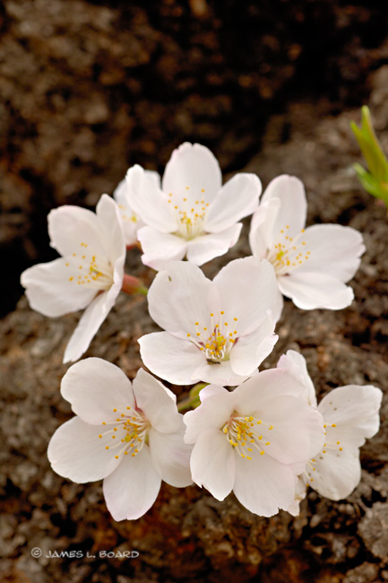 Blossom Cluster on Cherry Tree Trunk