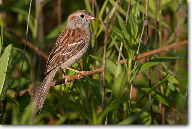 <!-- CRW_5105.jpg -->Field Sparrow