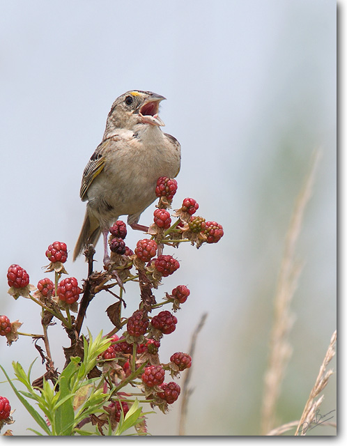<!-- CRW_8418.jpg -->Grasshopper Sparrow