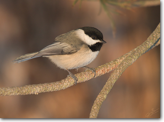 <!-- CRW_5844.jpg -->Carolina Chickadee