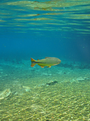 Rio da Prata