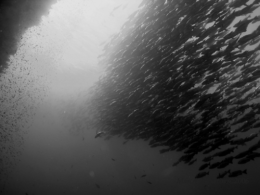 Cardume de Jack Fish