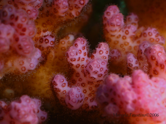 Pocillopora verucosa