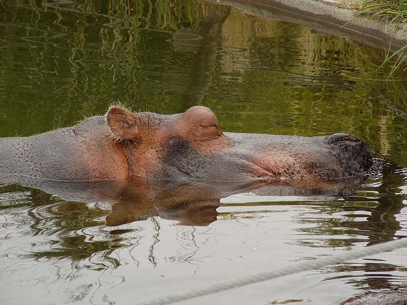 Sleeping Hippo