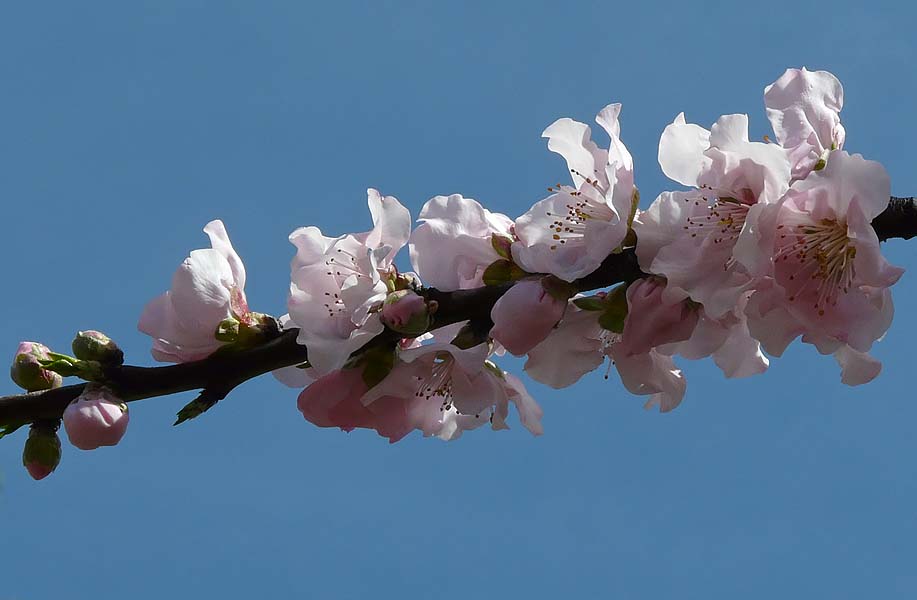 Cherry Blossom Branch