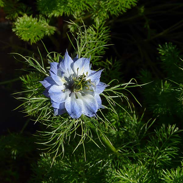 Love In A Mist Flower