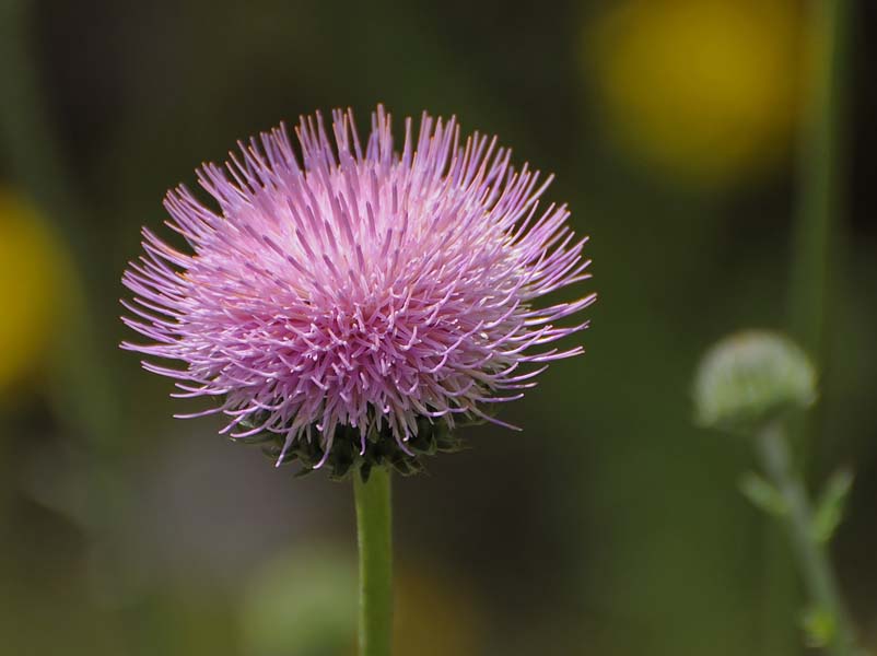 California Thistle