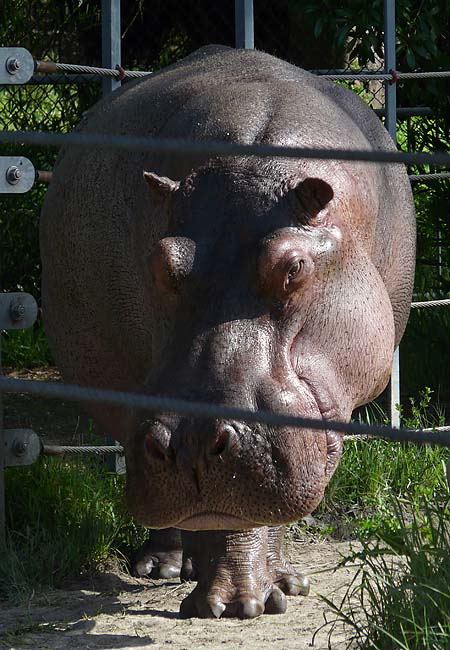 Nile Hippo