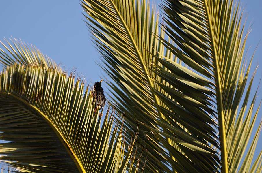 Starling on Palm