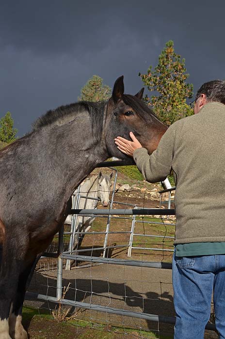 Paul Pets Grace