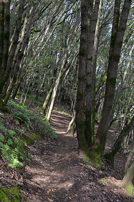 Wooded Path