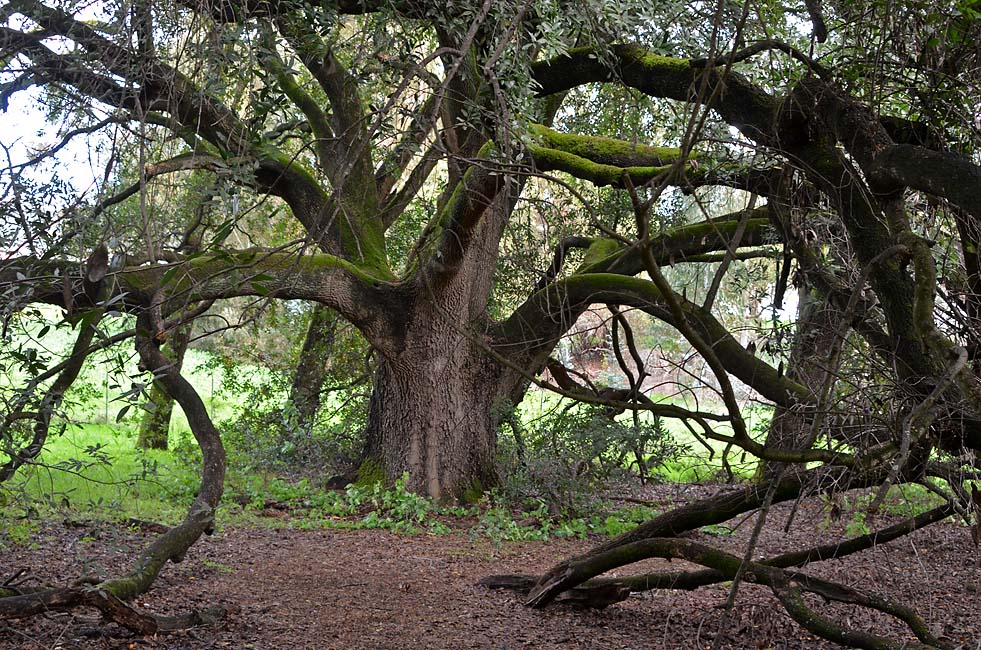 A Huge Fig Tree