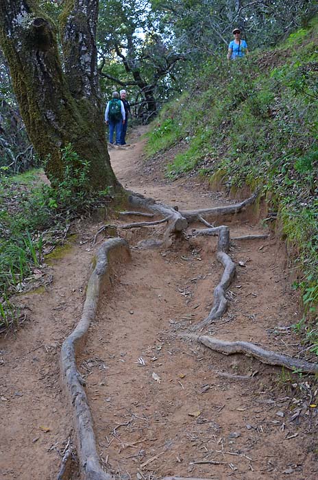 Well Rooted Path