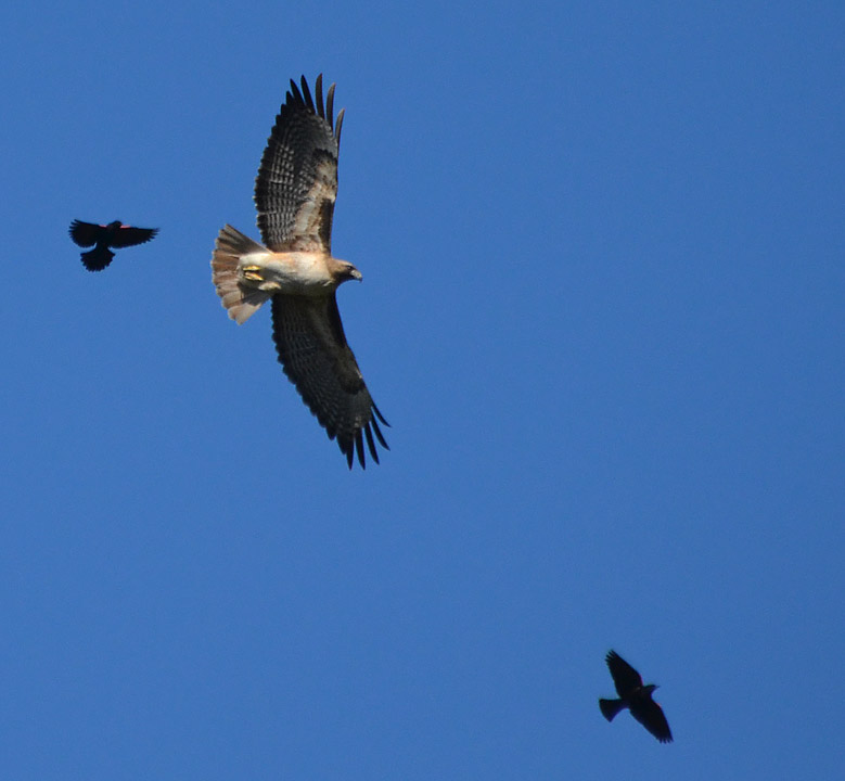 Red-tailed Hawk Harrassed by Blackbirds