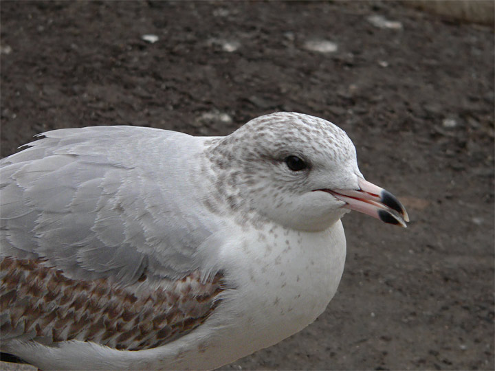 Gull Talk