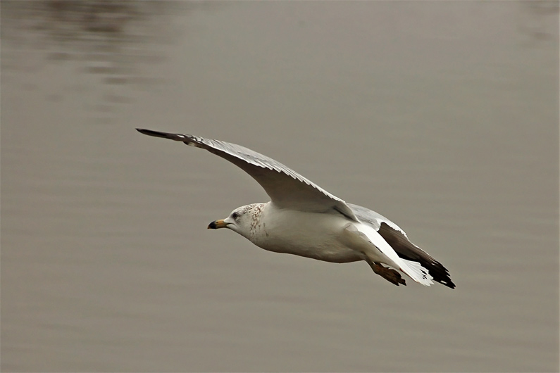 Gull in Flight