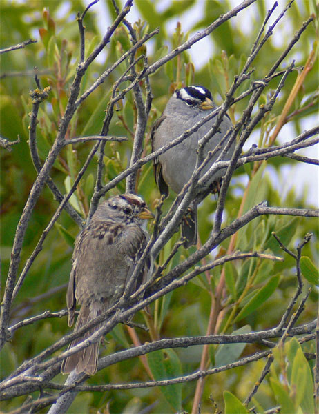 White-crowned Sparrow Pair