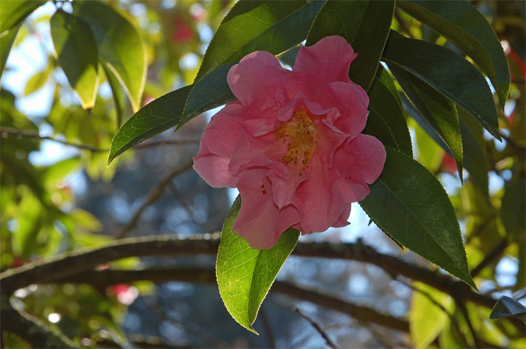 Backlit Camelia