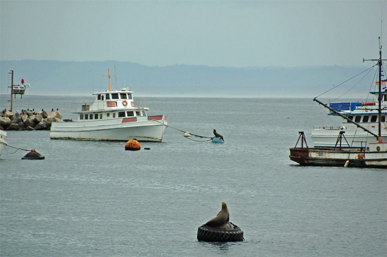 Harbor Guardians