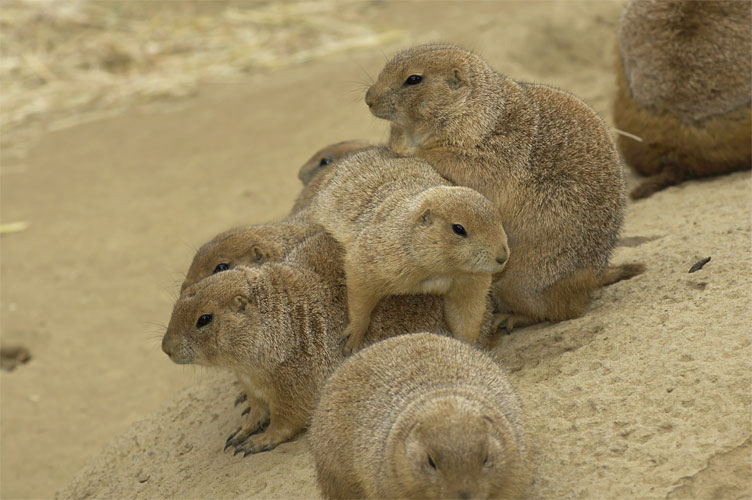 Prairie Dog Sandwich