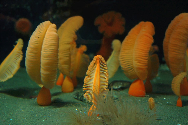 Orange Sea Pens