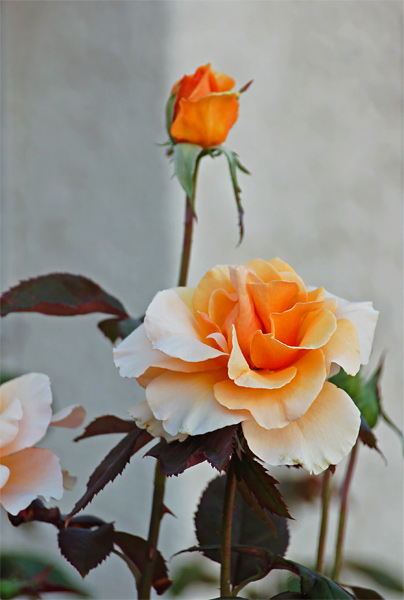 Orange Rose - Original