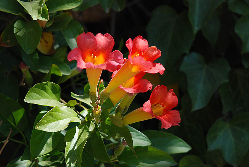 Colorful Blossoms