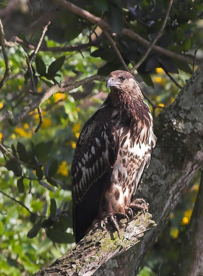 Juvenile Fish Eagle.