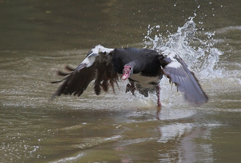 Goose dash.
