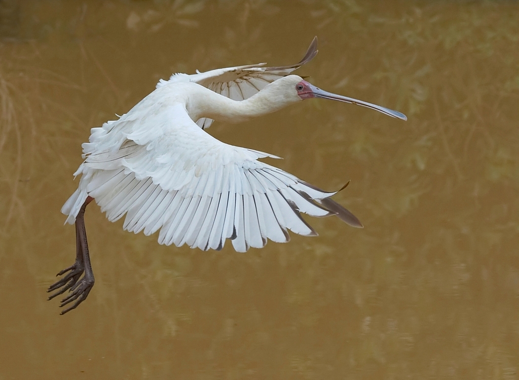 African Spoonbill