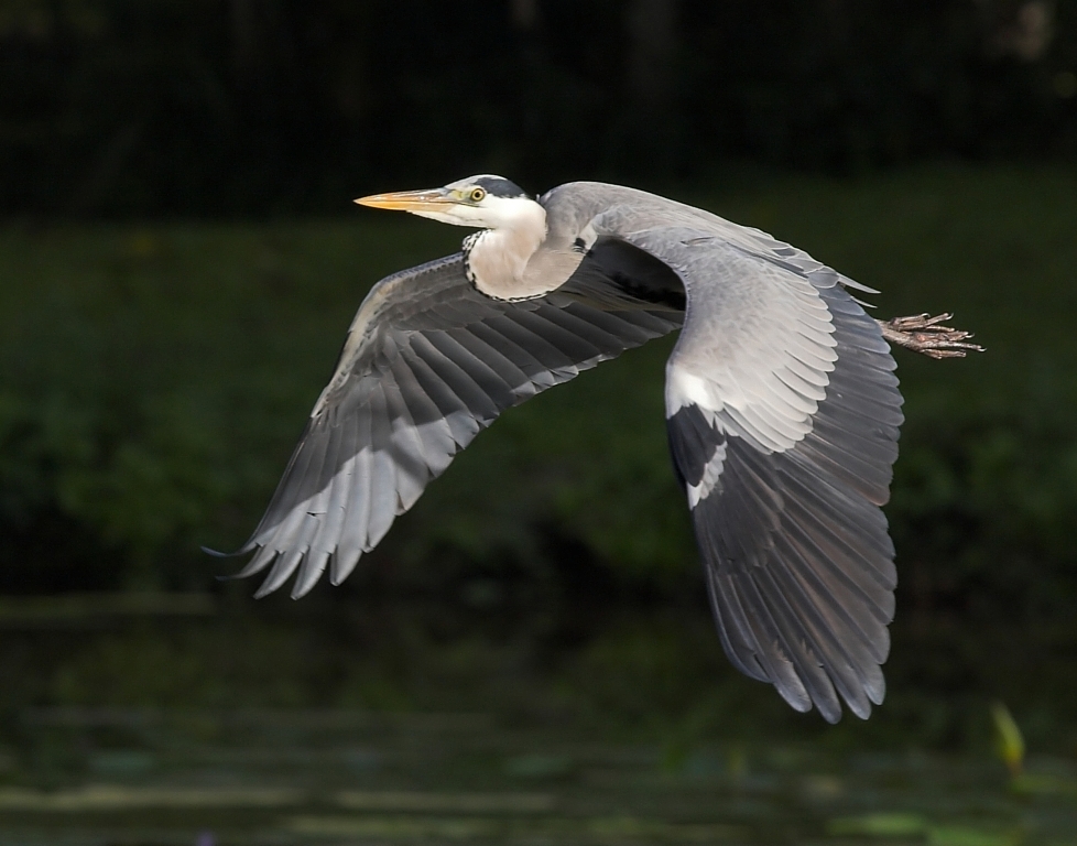 Grey Heron