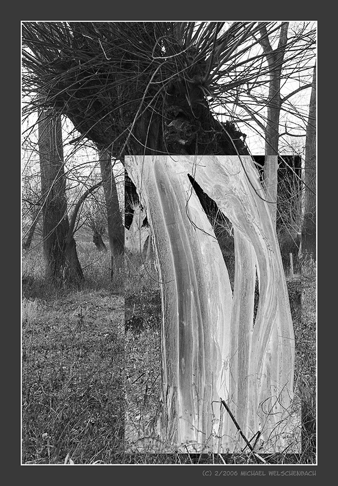 Skeletonized Willow in a Floodplain